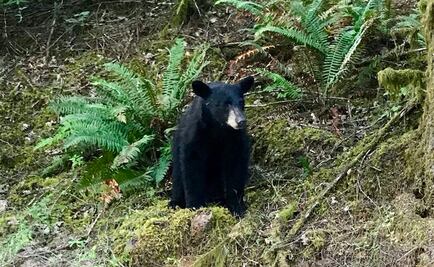 Sacrifican a cachorro de oso negro por "ser amistoso" con humanos en Oregon