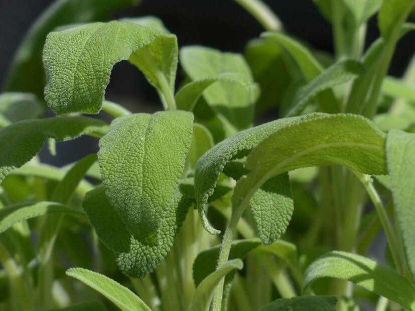 Salvia para las mujeres. Fuente: Pixabay