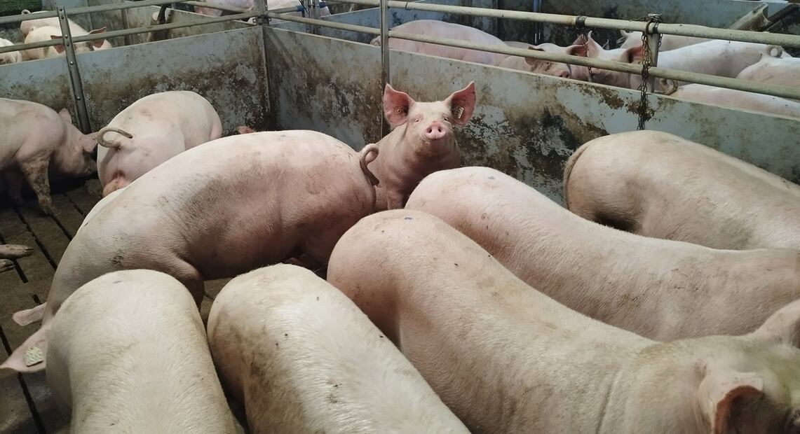 El cerdo irlandés está llegando a México, promete calidad y sabor.