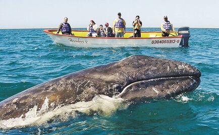 Reforzaran vigilancia en zonas de avistamiento de ballenas en BCS; detectan tripulantes nadando pese a prohibición