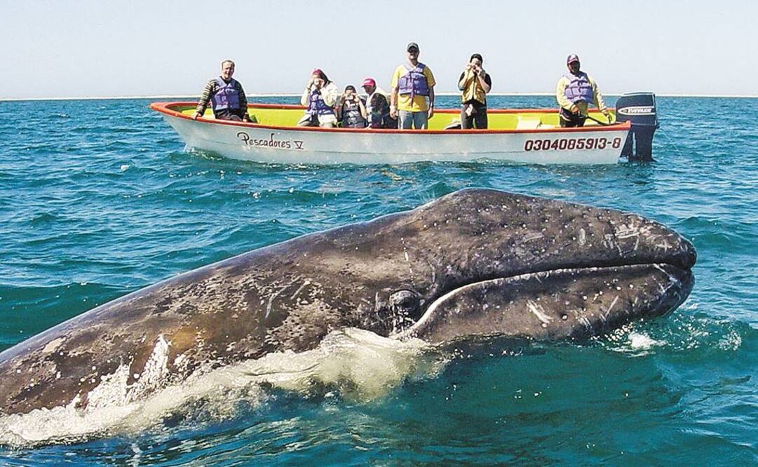 Avanza la temporada de ballenas en Baja California Sur y las autoridades anunciaron que reforzarán la inspección y vigilancia en la zona. Foto: Archivo / EFE