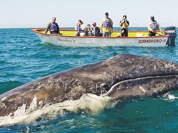 Reforzaran vigilancia en zonas de avistamiento de ballenas en BCS; detectan tripulantes nadando pese a prohibición