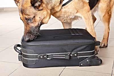 Ya hay perros entrenados para detectar Covid-19 en este aeropuerto