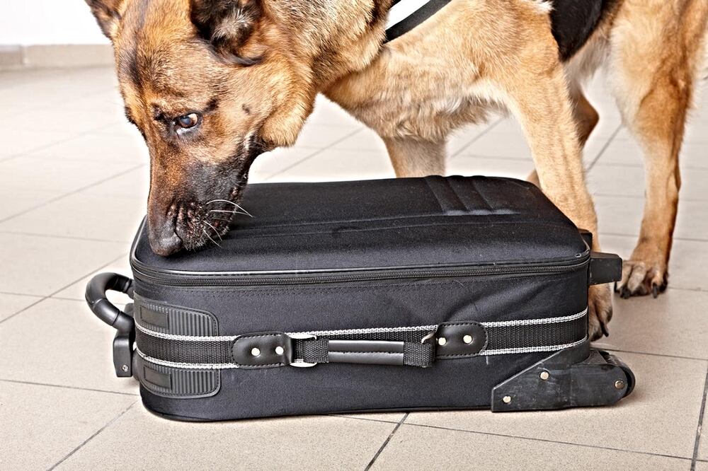 Aseguran que son capaces de detectar el virus en humanos con 92% de precisión. Foto: Istock