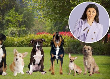 ¿Por qué los perros ladran a algunas personas y a otras no?; conoce la razón
