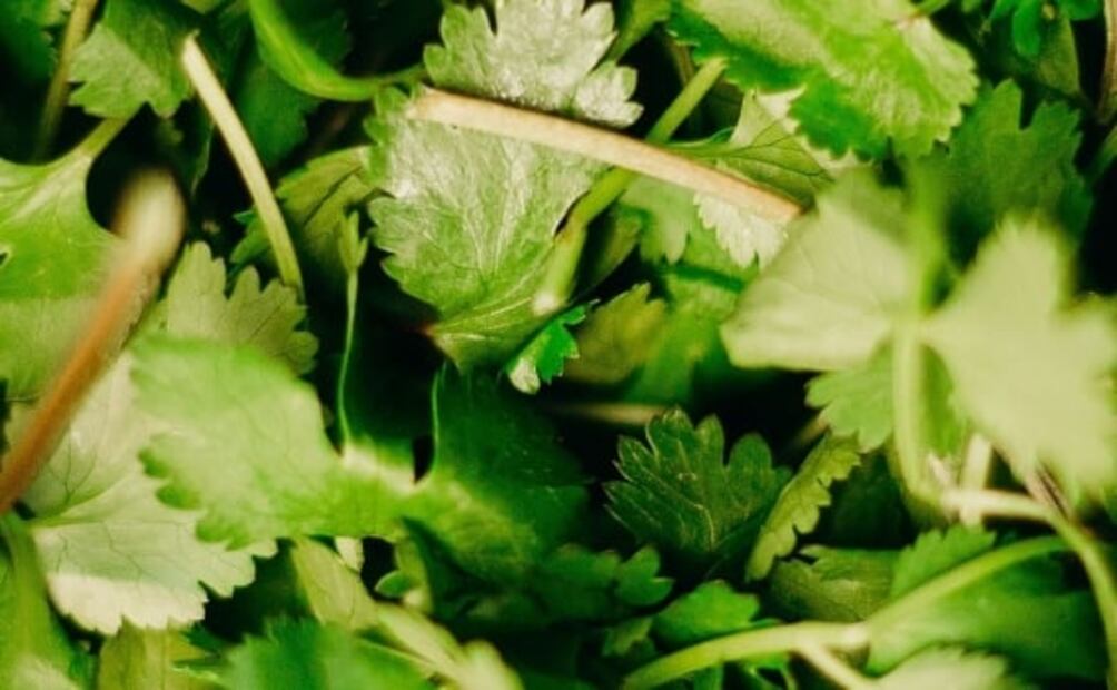 ¿Qué pasa si comes cilantro todos los días?
