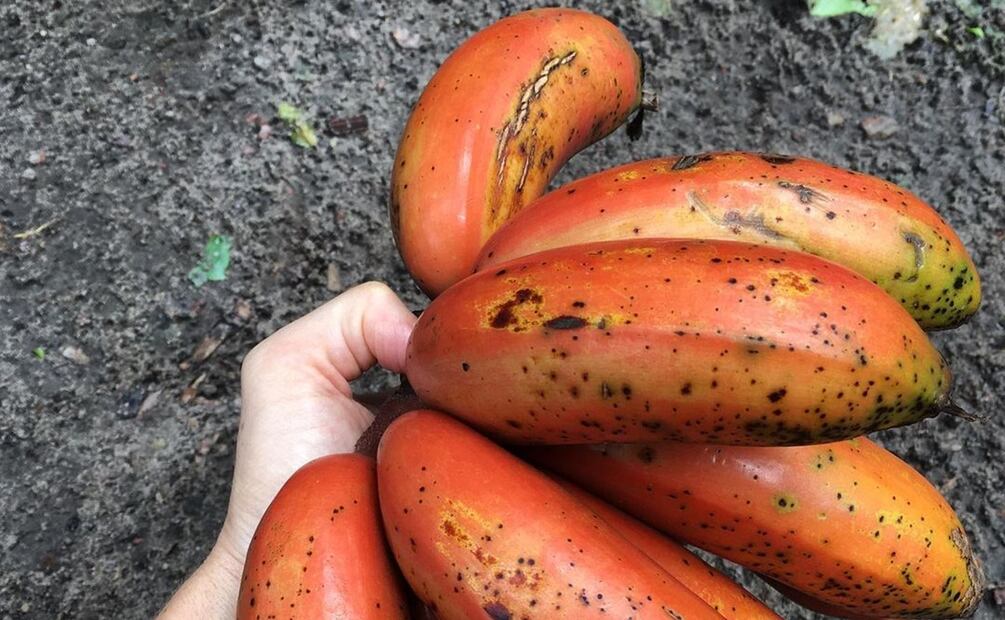 Beneficios del plátano rojo. Foto: agrocultiva / Instagram