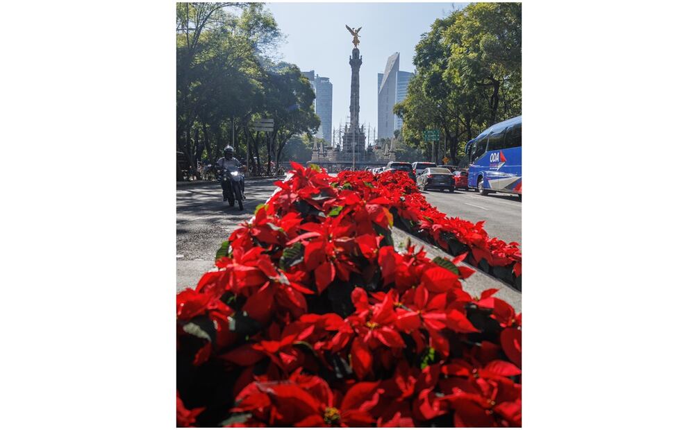 La Ciudad de México luce con 147 mil piezas de nochebuenas en 12 vialidades primarias. Foto: Yaretzy Osnaya / EL UNIVERSAL
