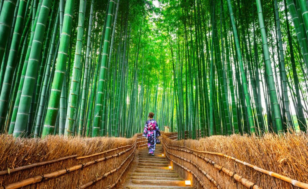 ¿Sabes en qué país se encuentra el increíble bosque de bambú de Arashiyama? Foto: iStock
