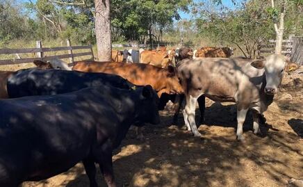 Ganaderos atentos ante gusano barrenador en Yucatán; "no se reporta presencia de la mosca transmisora", aseguran