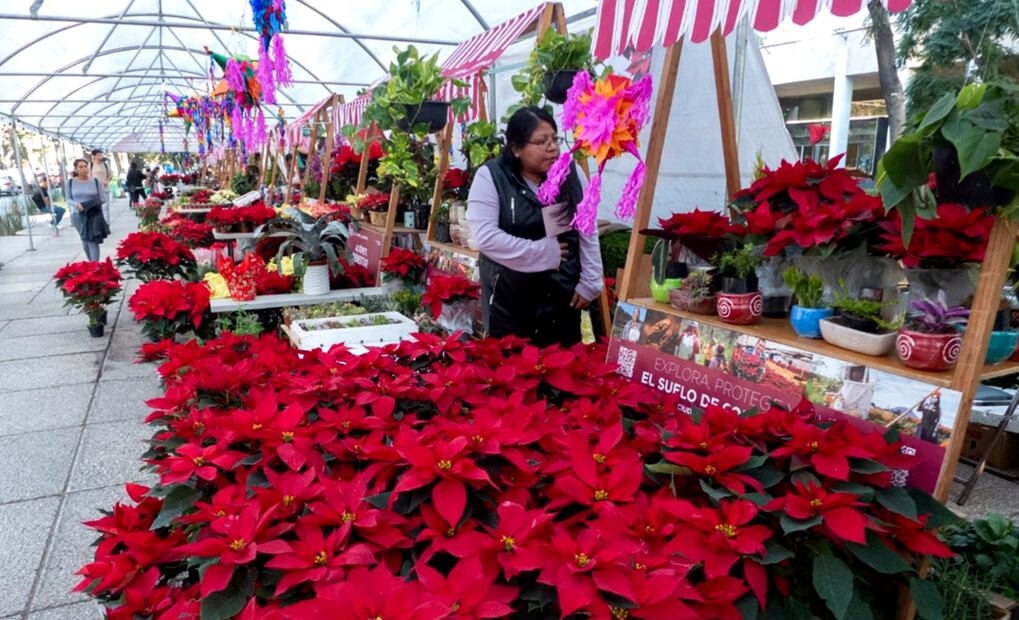 Festival Flores de Nochebuena. Foto: especial