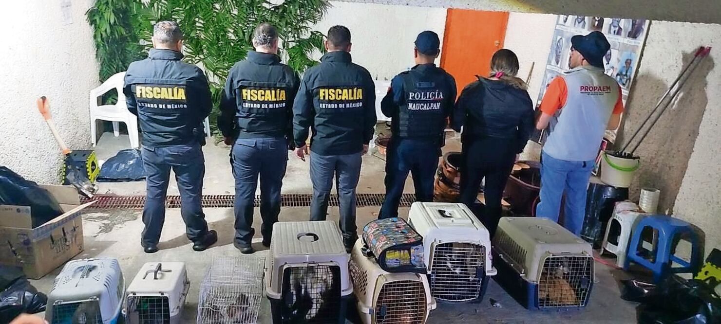 La Propaem explicó que tras asegurar a los animales, los canalizan con asociaciones protectoras en las que los rehabilitan e inician un procedimiento administrativo común en contra de la persona que haya incurrido en alguna falta contra los principios de bienestar animal. Foto de Jorge Alvarado y Especial