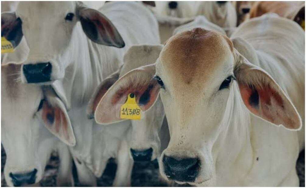Fiebre aftosa afecta ganado en Hungría. Foto: Ilustrativa / Archivo