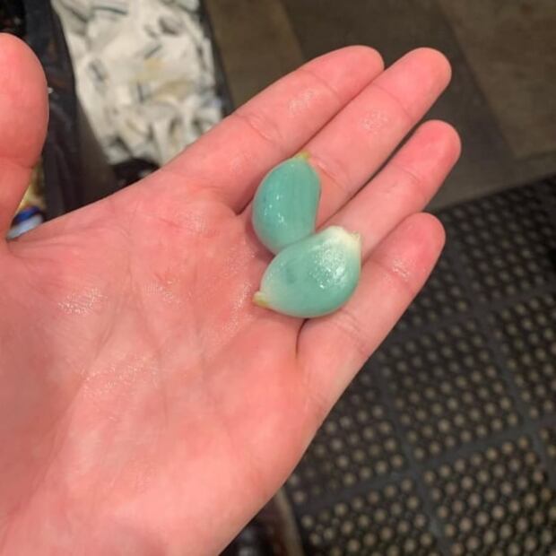 ¿Por qué los ajos se hacen azules?