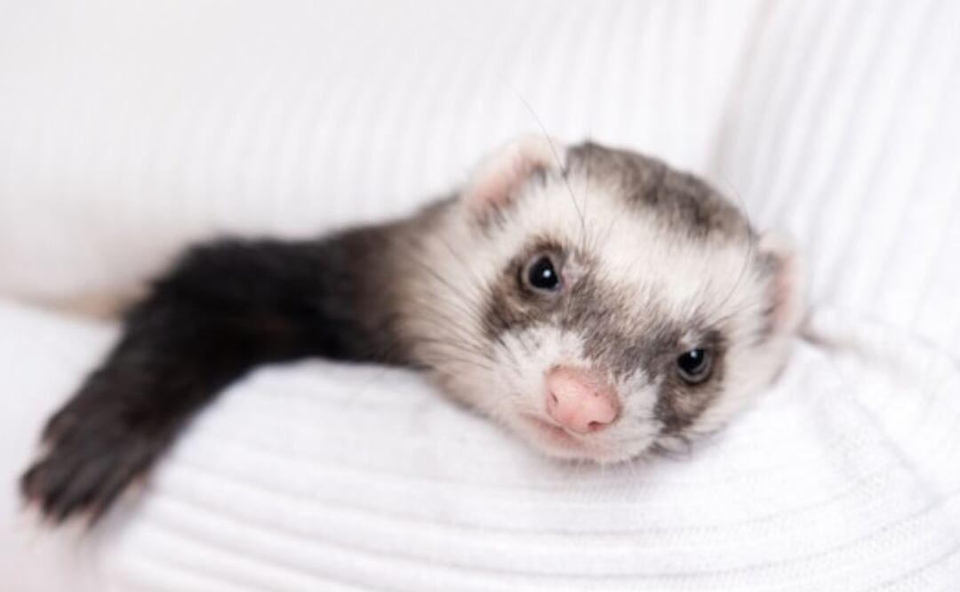 Encantadores, curiosos y necesitados de cuidado especial. Fuente: Freepik