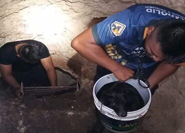 Rescatan a perrito que cayó en cenote en Valladolid, Yucatán