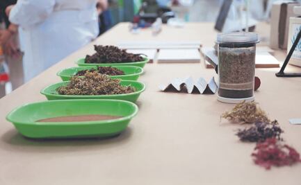 Dan al sargazo una segunda vida