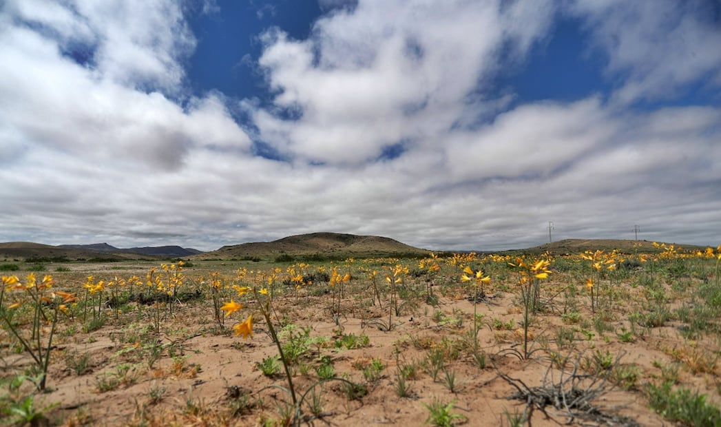 Flores amarillas florecen en el desierto de Atacama, cerca de Copiapó, Chile, imagen del 28 de septiembre. Foto: EFE