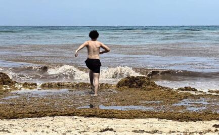 Aumento de temperaturas en mares dispara sargazo en costas de Quintana Roo; autoridades buscan evitar su proliferación