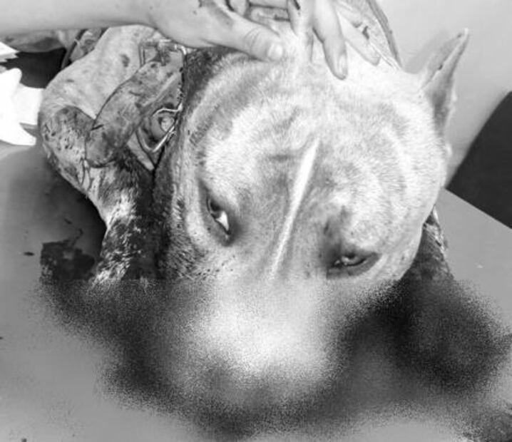 Detienen a custodios por dispararle a perro pitbull