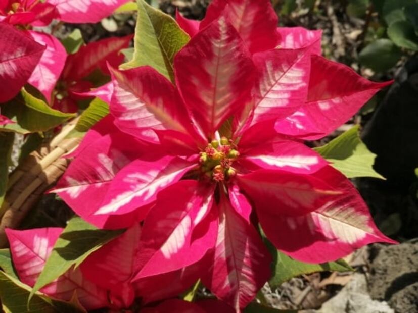 Qué días abre el Jardín Botánico de CU de la UNAM