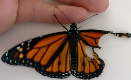 Practican cirugía a mariposa monarca con ala rota