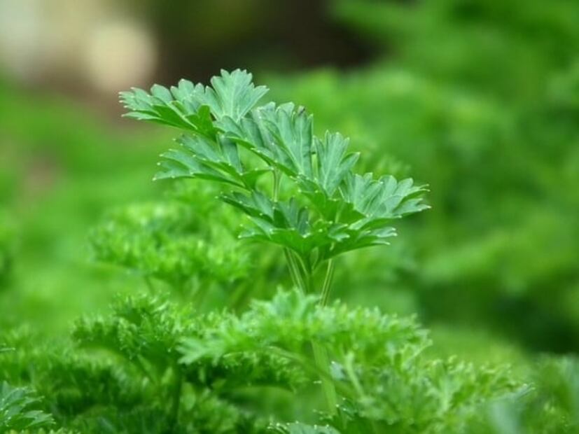 Los cítricos no son los únicos con vitamina C, prueba estos alimentos 