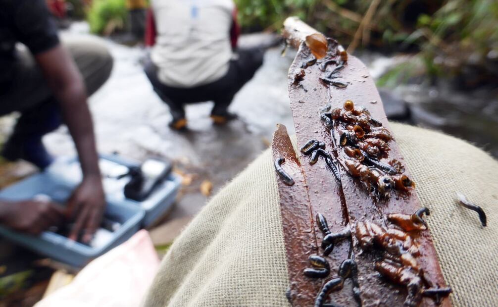 Larvas de mosca negra, transmisoras del parásito de oncocercosis. En 1997, EL UNIVERSAL entrevistó a Anselmo Hernández, poblador de Oaxaca, quien declaró que “[Las moscas en los cultivos] parece que los avientan a puños. Recibimos como unos 500 piquetes diarios; las manos y la cara a veces negrean de moscas”. Foto: Wikimedia Commons.