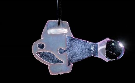 Científicos de Harvard crean pez robótico con tejido humano que simula al corazón