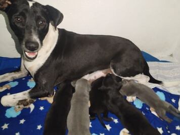 “Perritos sagrados” de Chichén Itzá, esperan ser adoptados