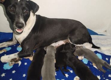 “Perritos sagrados” de Chichén Itzá, esperan ser adoptados