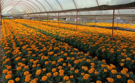 Xochimilco venderá más de 2 millones de macetas de cempasúchil en la feria de “Flores del Mictlán”