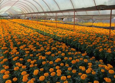 Xochimilco venderá más de 2 millones de macetas de cempasúchil en la feria de “Flores del Mictlán”