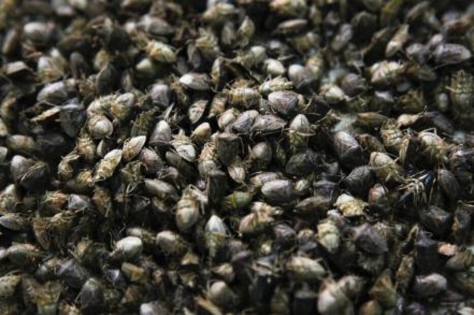 10 Mexican super foods you should include in your diet