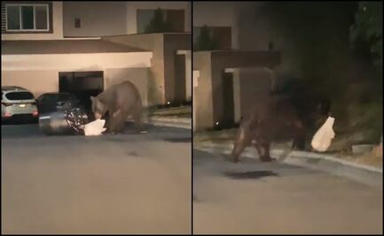 Captan a enorme oso negro buscando comida al sur de Monterrey