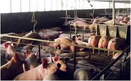 Porcicultores yucatecos toman acciones para no contaminar el agua; buscan hacer granjas más sostenibles