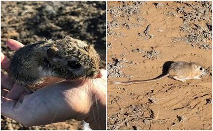 Reaparece rata canguro que se creía extinta en Baja California
