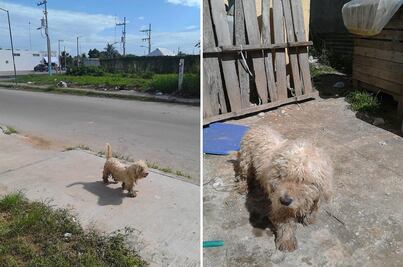 Max, 'el saqueadorcito' de Chetumal, recibe regalos 
