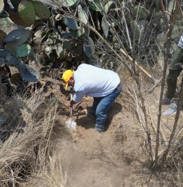 ¿Cómo se recolectan los escamoles en Tlaxcala?