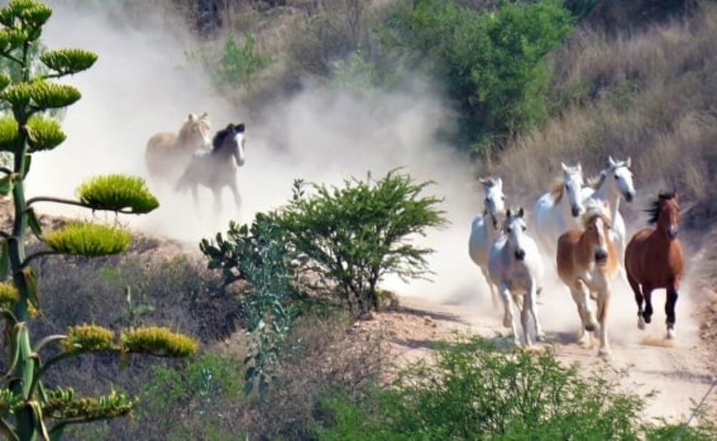 Convive con caballos y pasea en kayak en una hacienda de Querétaro 