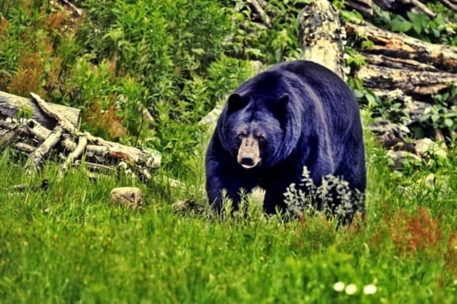 Así es el otoño en Quebec: con osos negros y vuelo en helicóptero