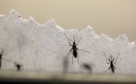Mosquito del dengue gana territorio y poderío