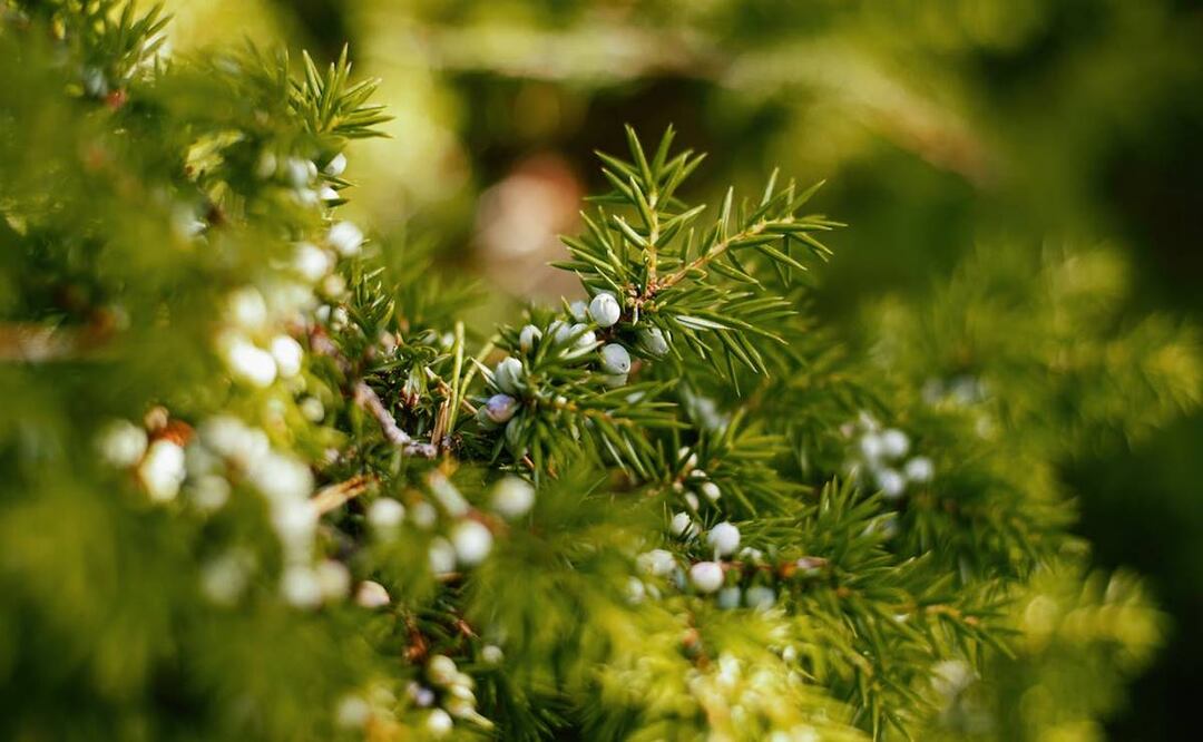 Beneficios del enebro. Foto: ROMAN ODINTSOV / Pexels