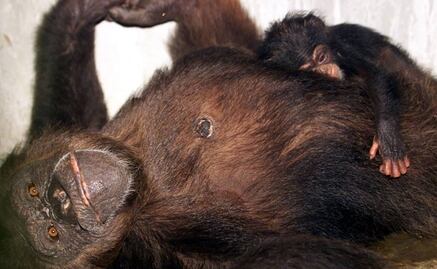 Los chimpancés confían en sus amigos