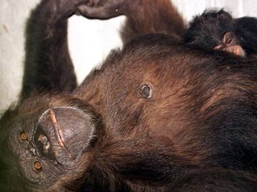 Los chimpancés confían en sus amigos