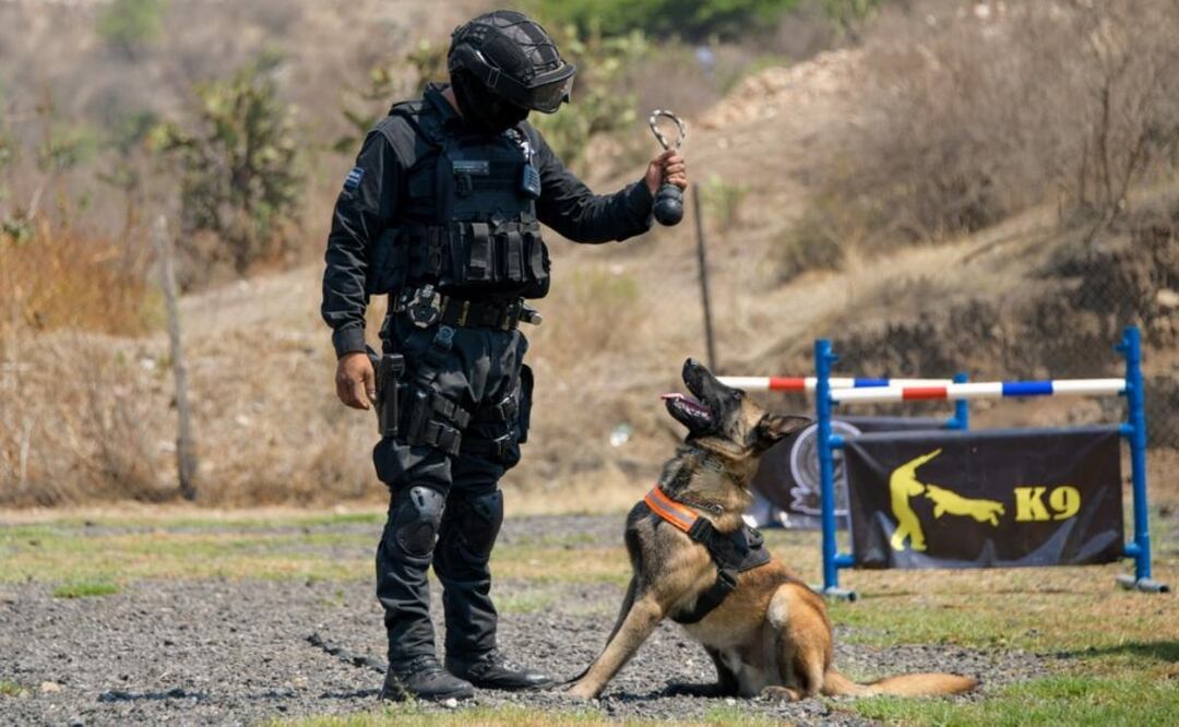 Perros rescatistas de la Unidad K-9, equipo que potencializa el trabajo de la Unidad de Operaciones Especiales de la Policía de Atizapán de Zaragoza. Foto: Especial