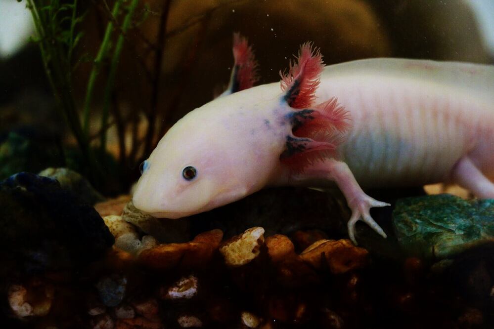 Foto: Amandasofiarana. Creative Commons