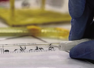 Mueren 4 en Morelos por dengue; suman 10 en un mes