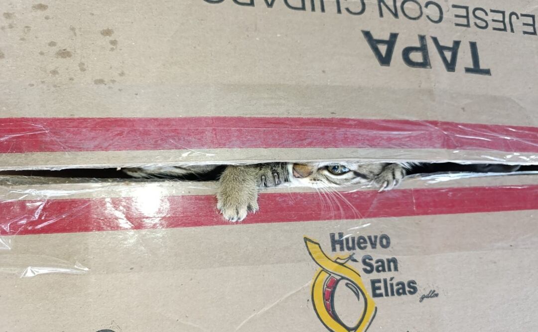 Abandonan a siete gatitos en Azcapotzalco; vecinos y autoridades intervienen para rescatarlos. Foto: Especial