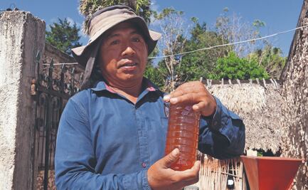 “La apicultura en su peor momento”; denuncian uso de productos químicos por parte de los menonitas en Dzitbalché, Campeche